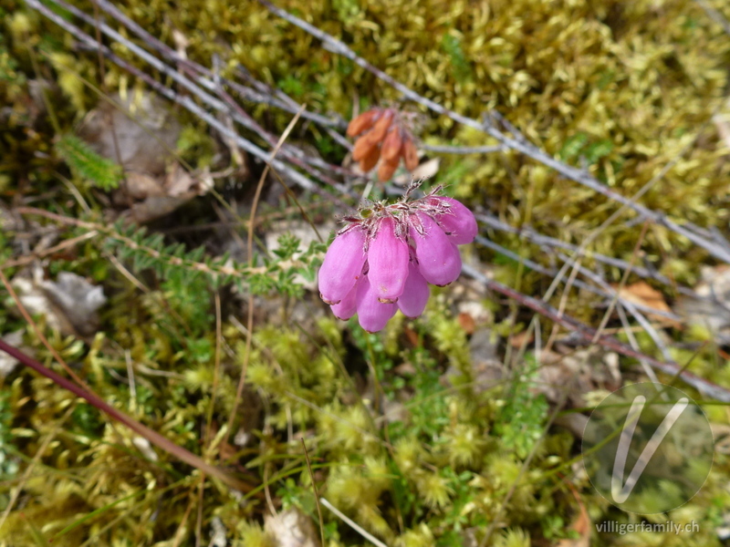 Glockenheide: Übersicht